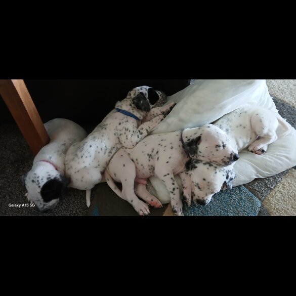 Dalmatian - Both