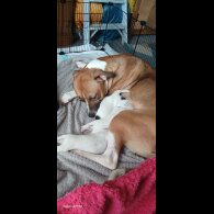 Dalmatian - Both