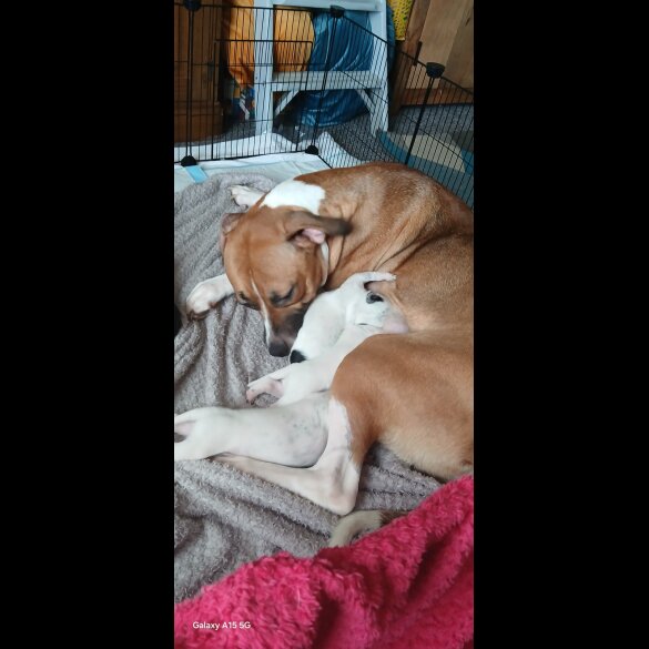 Dalmatian - Both