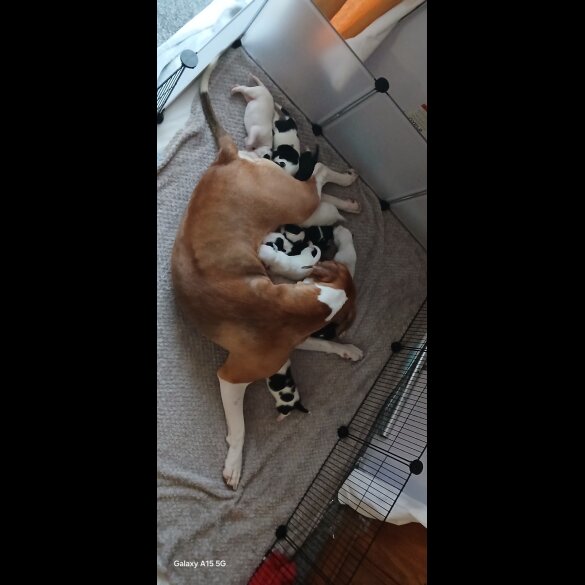 Dalmatian - Both