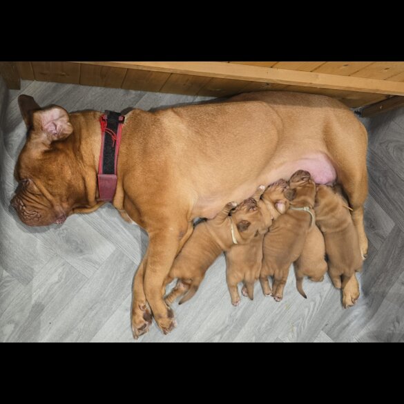 Dogue De Bordeaux - Both