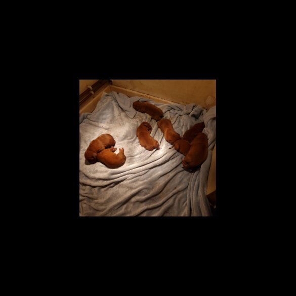 Dogue De Bordeaux - Both