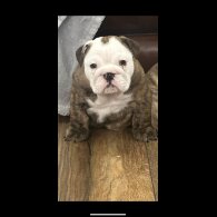 English Bulldog - Bitches