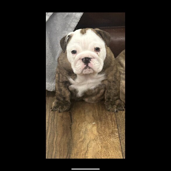 English Bulldog - Bitches