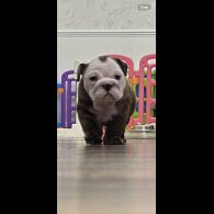 English Bulldog - Bitches