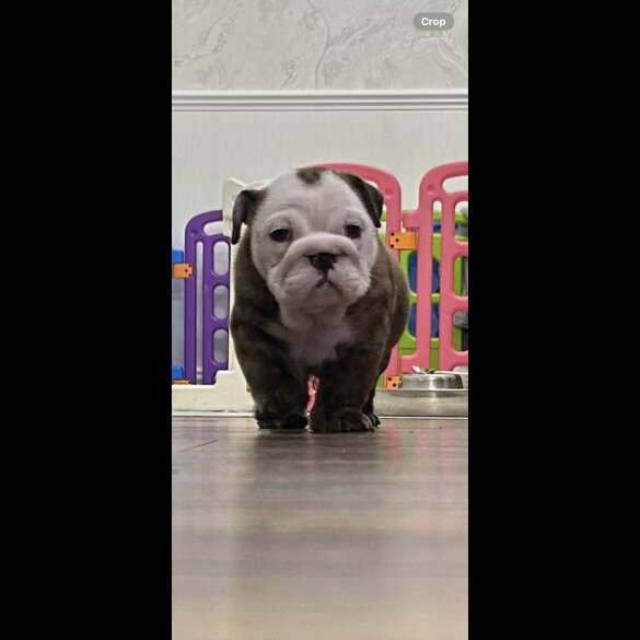 English Bulldog - Bitches