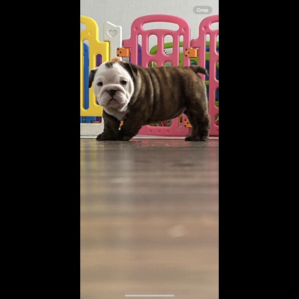 English Bulldog - Bitches