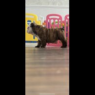 English Bulldog - Bitches