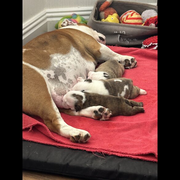 English Bulldog - Bitches