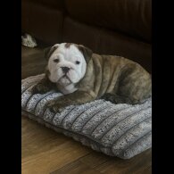 English Bulldog - Bitches