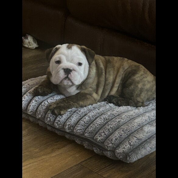 English Bulldog - Bitches