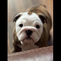 English Bulldog - Bitches