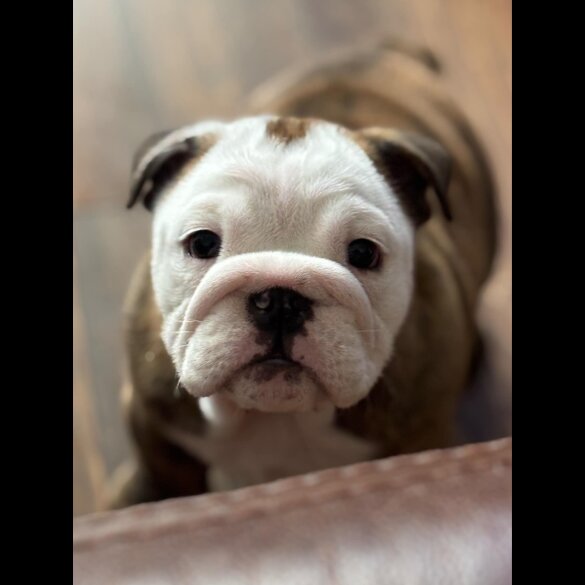 English Bulldog - Bitches