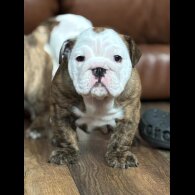 English Bulldog - Bitches