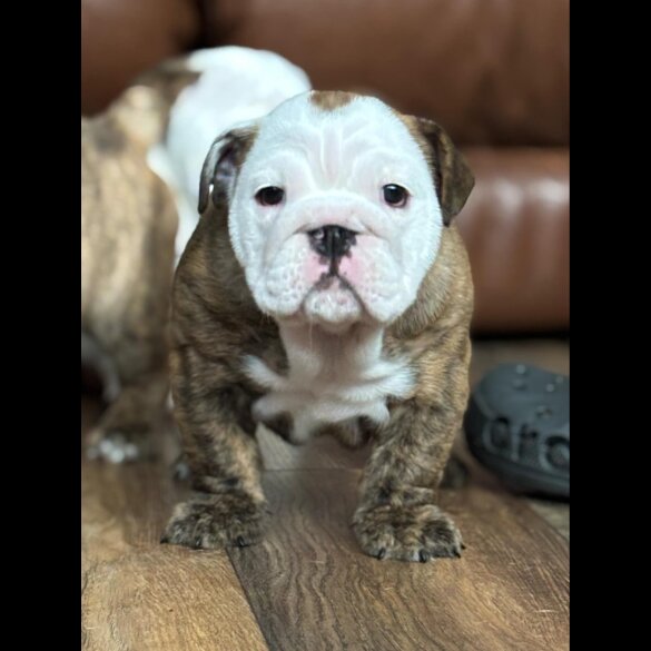 English Bulldog - Bitches