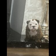 English Bulldog - Bitches