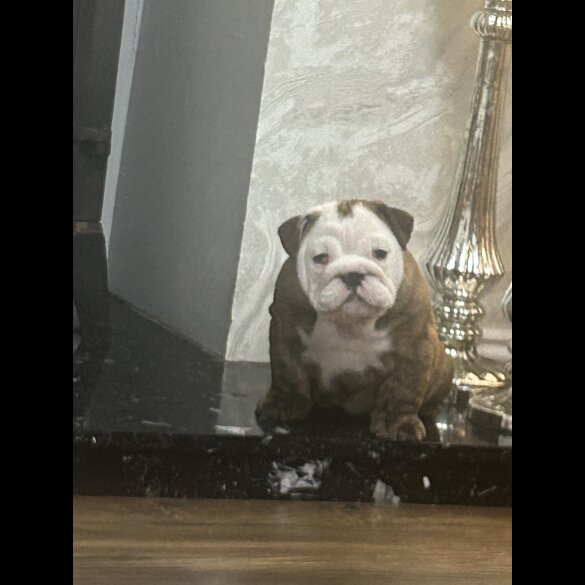 English Bulldog - Bitches