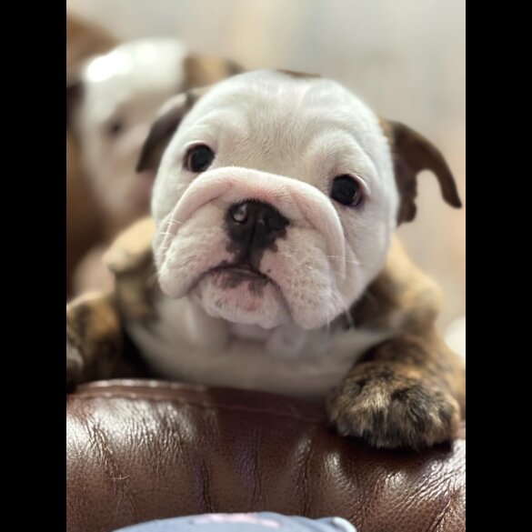 English Bulldog - Bitches