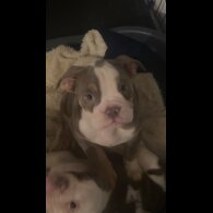 English Bulldog - Bitches