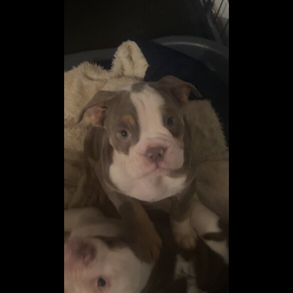 English Bulldog - Bitches