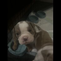 English Bulldog - Bitches