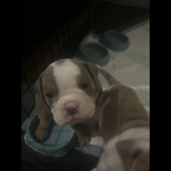 English Bulldog - Bitches