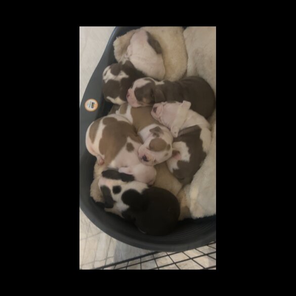 English Bulldog - Bitches