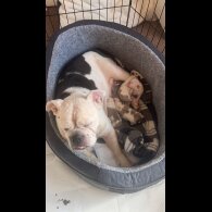 English Bulldog - Bitches