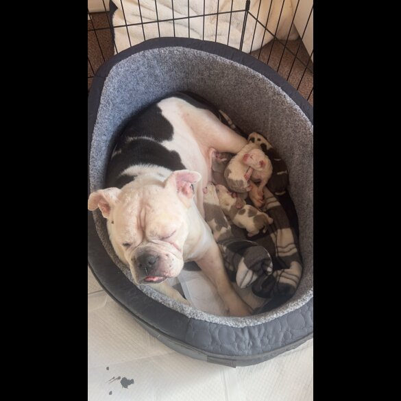 English Bulldog - Bitches