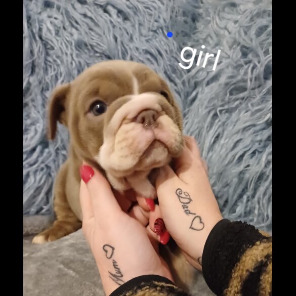 English Bulldog - Bitches