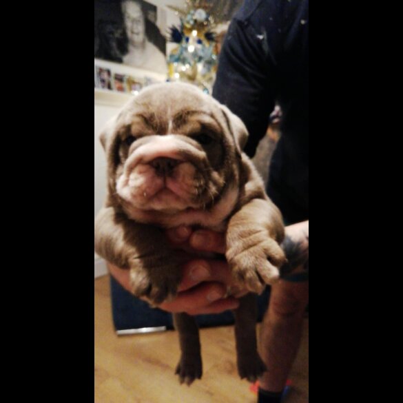 English Bulldog - Bitches