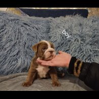 English Bulldog - Bitches