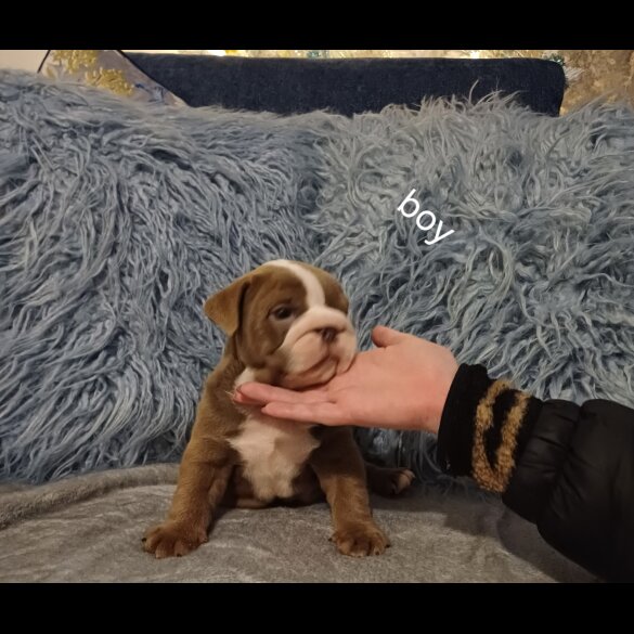 English Bulldog - Bitches