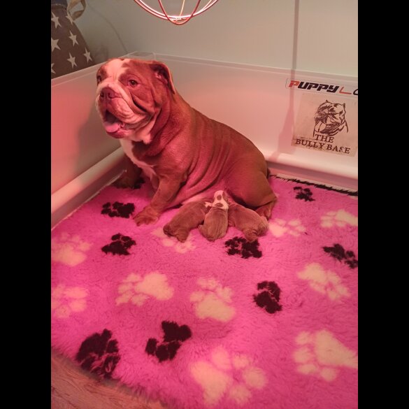 English Bulldog - Bitches