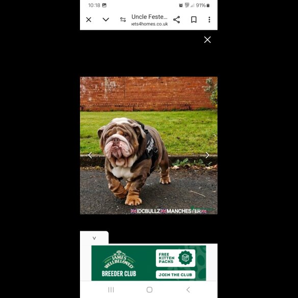 English Bulldog - Bitches