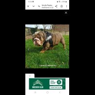 English Bulldog - Bitches