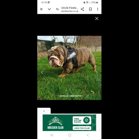 English Bulldog - Bitches