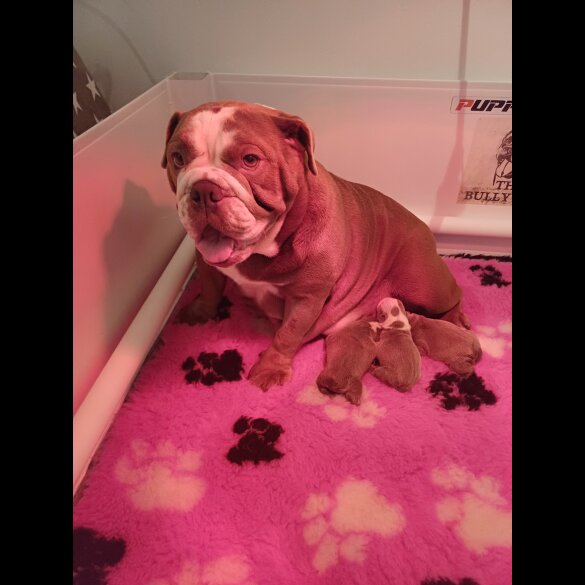 English Bulldog - Bitches