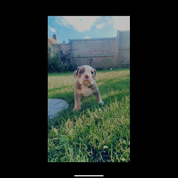 English Bulldog - Bitches