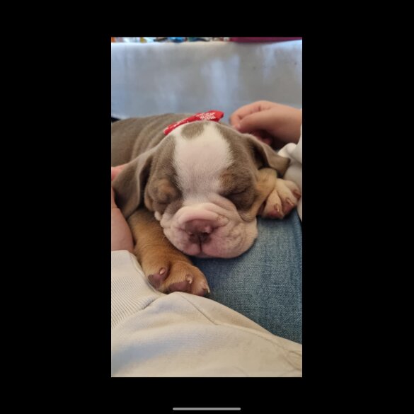 English Bulldog - Bitches