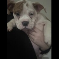 English Bulldog - Dogs