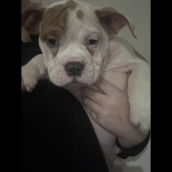 English Bulldog - Dogs