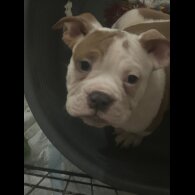 English Bulldog - Dogs