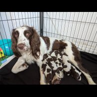 English Springer Spaniel - Bitches