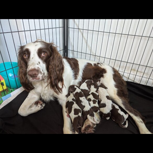 English Springer Spaniel - Bitches
