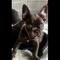 French Bulldog - Both