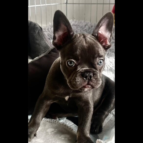 French Bulldog - Both