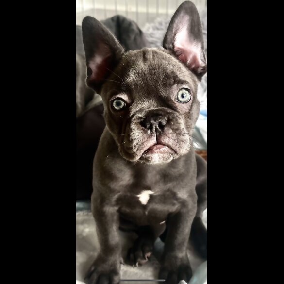 French Bulldog - Both