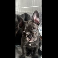 French Bulldog - Both