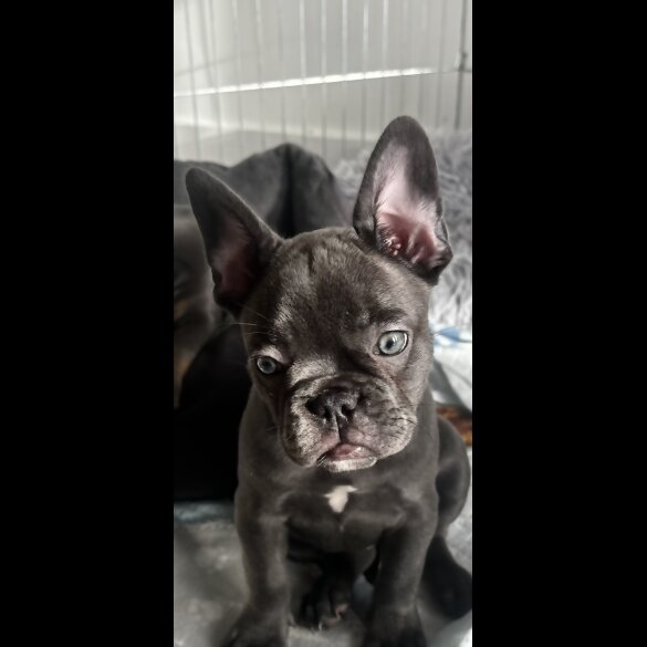 French Bulldog - Both